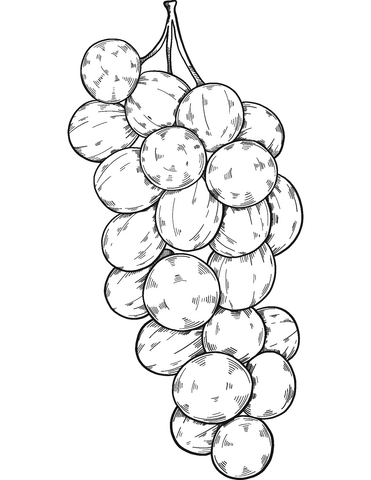 Bunch Of Grapes Coloring Page